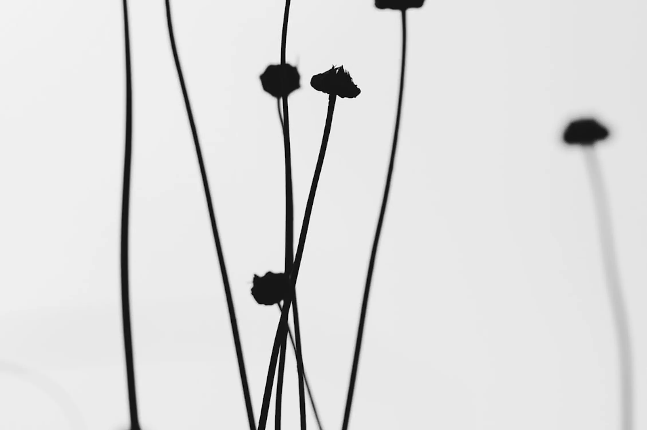 flowers bw landscape 3x2