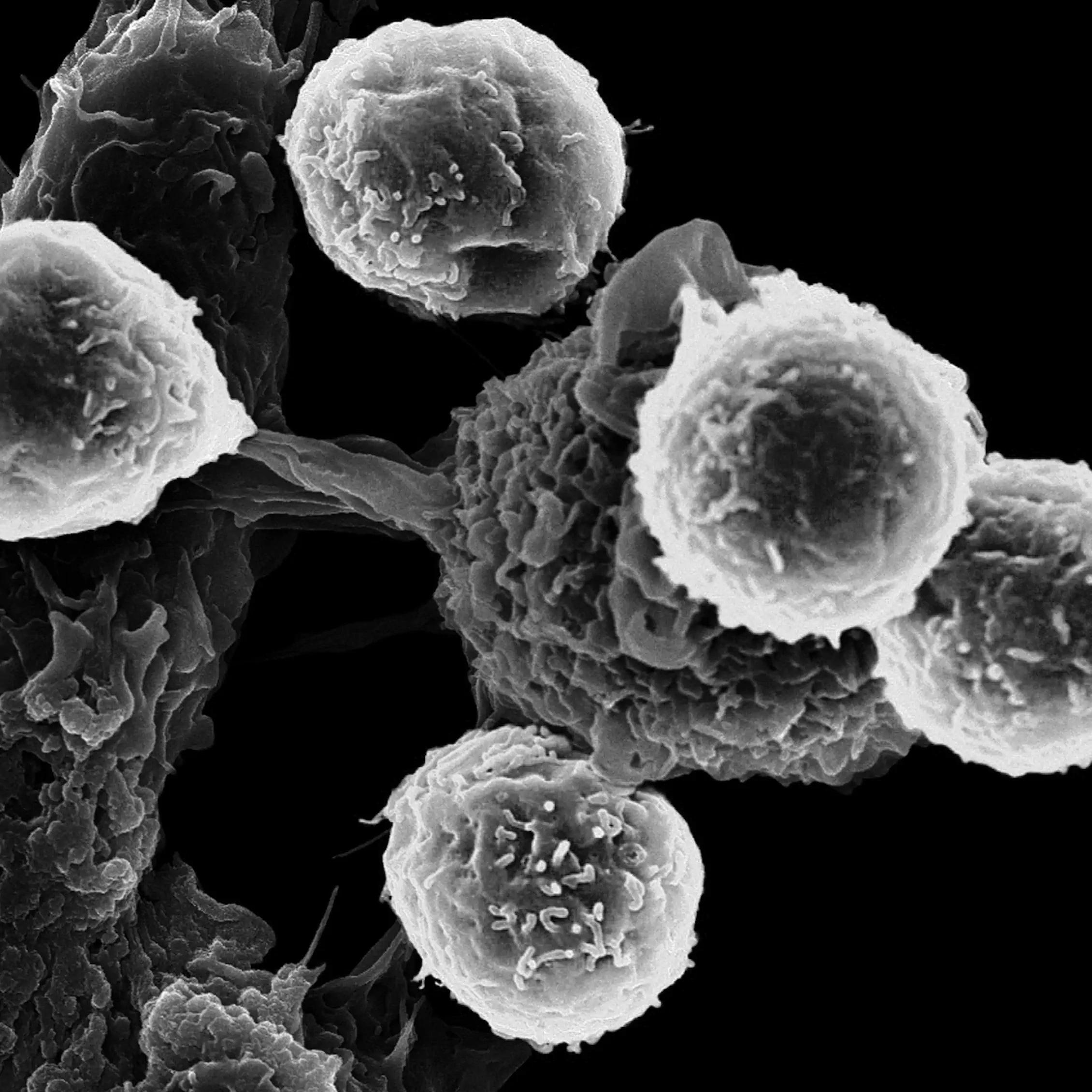 molecule closeup 7 bw