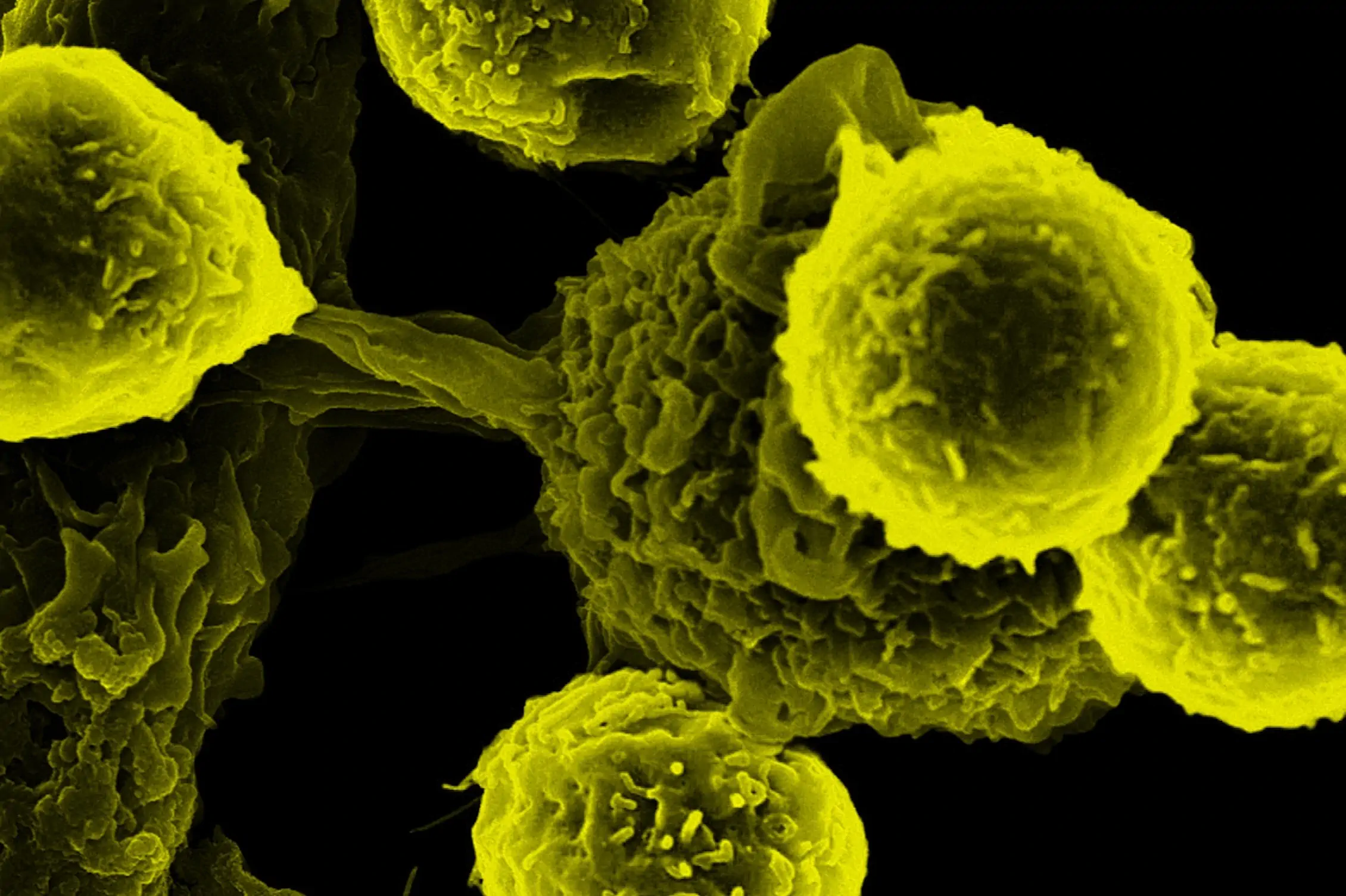 molecule-closeup-7 yellow landscape 3x2